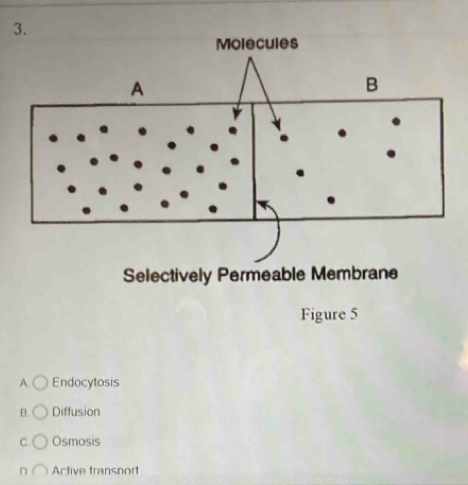 Molecules
A
B
Selectively Permeable Membrane
Figure 5
A. Endocytosis
B. Diffusion
C Osmosis
n Active transport