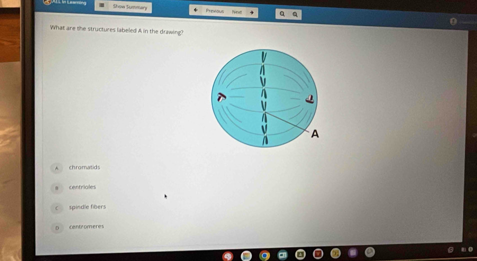 in Learning Show Summary Previous Next
What are the structures labeled A in the drawing?
A chromatids
B centrioles
C spindle fibers
D centromeres