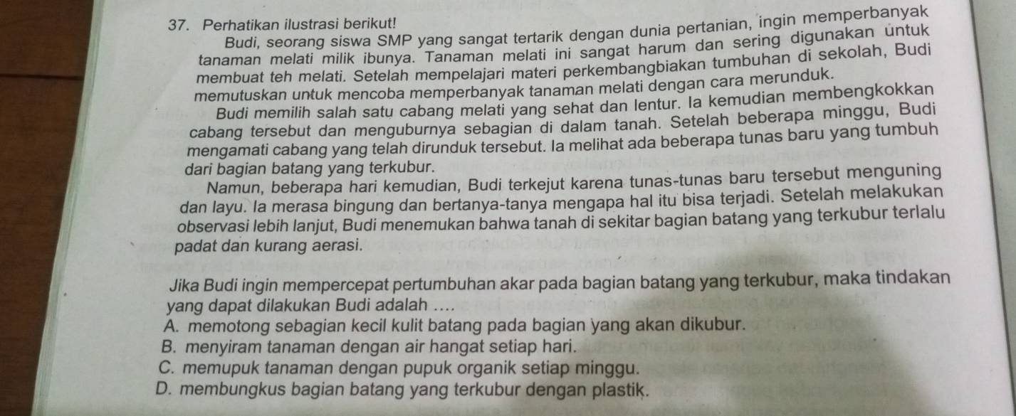 Perhatikan ilustrasi berikut!
Budi, seorang siswa SMP yang sangat tertarik dengan dunia pertanian, ingin memperbanyak
tanaman melati milik ibunya. Tanaman melati ini sangat harum dan sering digunakan untuk
membuat teh melati. Setelah mempelajari materi perkembangbiakan tumbuhan di sekolah, Budi
memutuskan untuk mencoba memperbanyak tanaman melati dengan cara merunduk.
Budi memilih salah satu cabang melati yang sehat dan lentur. Ia kemudian membengkokkan
cabang tersebut dan menguburnya sebagian di dalam tanah. Setelah beberapa minggu, Budi
mengamati cabang yang telah dirunduk tersebut. Ia melihat ada beberapa tunas baru yang tumbuh
dari bagian batang yang terkubur.
Namun, beberapa hari kemudian, Budi terkejut karena tunas-tunas baru tersebut menguning
dan layu. Ia merasa bingung dan bertanya-tanya mengapa hal itu bisa terjadi. Setelah melakukan
observasi lebih lanjut, Budi menemukan bahwa tanah di sekitar bagian batang yang terkubur terlalu
padat dan kurang aerasi.
Jika Budi ingin mempercepat pertumbuhan akar pada bagian batang yang terkubur, maka tindakan
yang dapat dilakukan Budi adalah ....
A. memotong sebagian kecil kulit batang pada bagian yang akan dikubur.
B. menyiram tanaman dengan air hangat setiap hari.
C. memupuk tanaman dengan pupuk organik setiap minggu.
D. membungkus bagian batang yang terkubur dengan plastik.