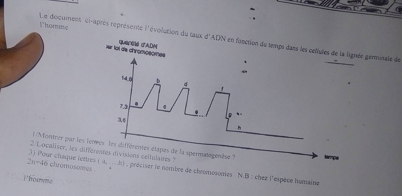 lhomme 
Le document ci-après représente l'évolution du taux d'ADN en fonction du temnée germinale de 
quantité d'ADN 
/Montrer par les le 
2/Localiser, les diffé
2n=46 chromosomes . 
3) Pour chaque lettre (a,....h) , préciser le nombre de chromosomes N.B : chez l'espèce humaine 
Phomme