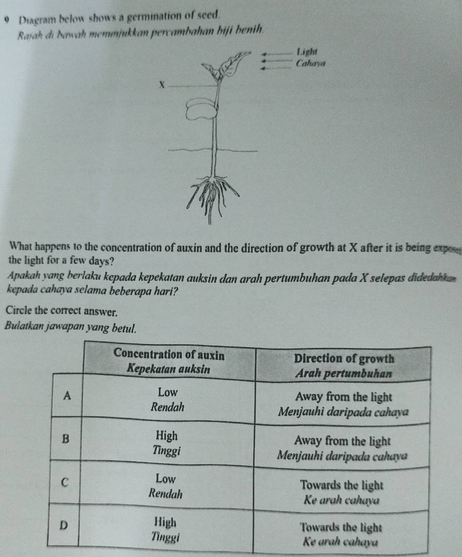 Diagram below shows a germination of seed. 
Rajah di bawah menınjukkan percambahan biji benih. 
What happens to the concentration of auxin and the direction of growth at X after it is being expe 
the light for a few days? 
Apakah yang berlaku kepada kepekatan auksin dan arah pertumbuhan pada X selepas didedahk 
kepada cahaya selama beberapa hari? 
Circle the correct answer. 
Bulatkan jawapan yang betul.