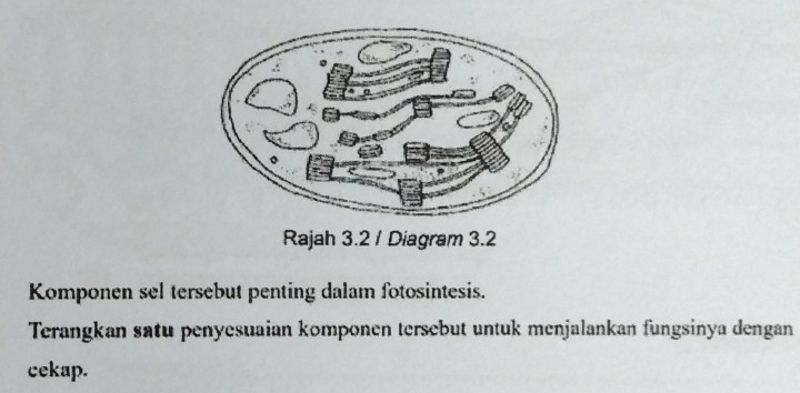 Rajah 3.2 / Diagram 3.2 
Komponen sel tersebut penting dalam fotosintesis. 
Terangkan satu penyesuaian komponen tersebut untuk menjalankan fungsinya dengan 
cekap.