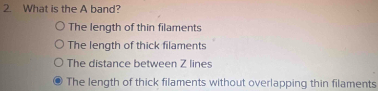 What is the A band?
The length of thin filaments
The length of thick filaments
The distance between Z lines
The length of thick filaments without overlapping thin filaments