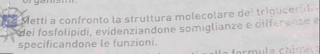 you 
Metti a confronto la struttura molecolare dei trigl e id 
dei fosfolipidi, evidenziandone somiglianze e differente e 
specificandone le funzioni. 
formula chímica