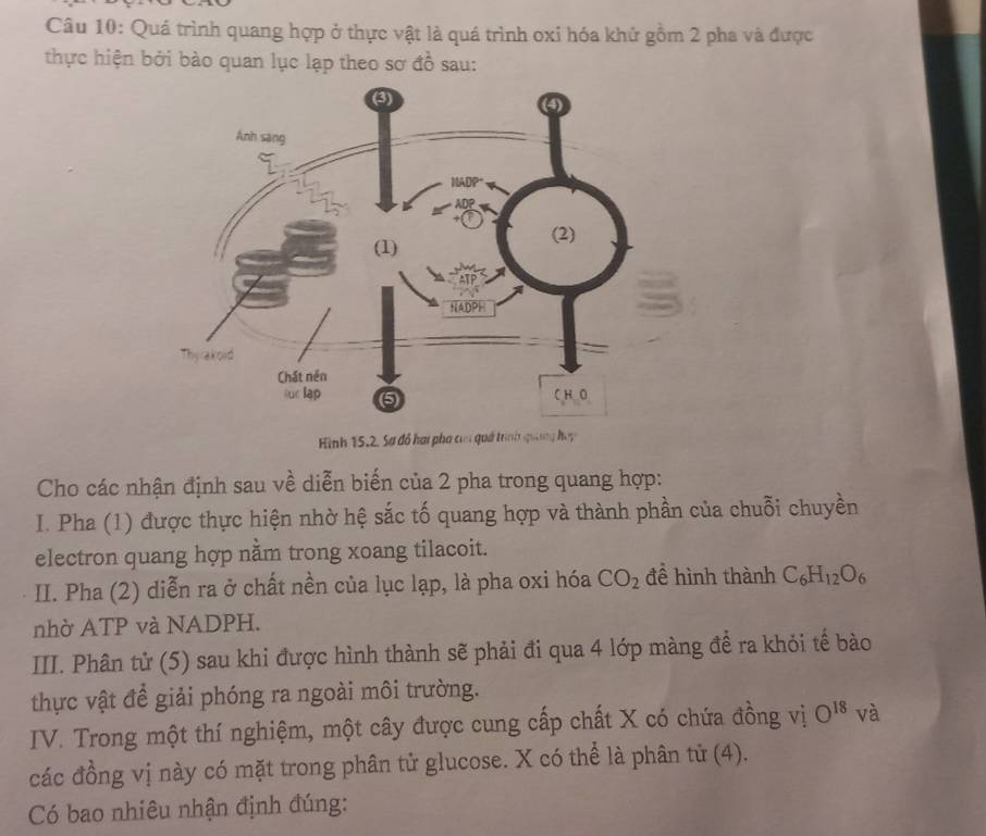 Quá trình quang hợp ở thực vật là quá trình oxi hóa khử gồm 2 pha và được 
thực hiện bởi bào quan lục lạp theo sơ đồ sau: 
Hình 15.2, Sự đồ hai pha của quá trình quang hop 
Cho các nhận định sau về diễn biến của 2 pha trong quang hợp: 
I. Pha (1) được thực hiện nhờ hệ sắc tố quang hợp và thành phần của chuỗi chuyền 
electron quang hợp nằm trong xoang tilacoit. 
II. Pha (2) diễn ra ở chất nền của lục lạp, là pha oxi hóa CO_2 để hình thành C_6H_12O_6
nhờ ATP và NADPH. 
III. Phân tử (5) sau khi được hình thành sẽ phải đi qua 4 lớp màng để ra khỏi tế bào 
thực vật để giải phóng ra ngoài môi trường. 
IV. Trong một thí nghiệm, một cây được cung cấp chất X có chứa đồng vị O^(18) và 
các đồng vị này có mặt trong phân tử glucose. X có thể là phân tử (4). 
Có bao nhiêu nhận định đúng: