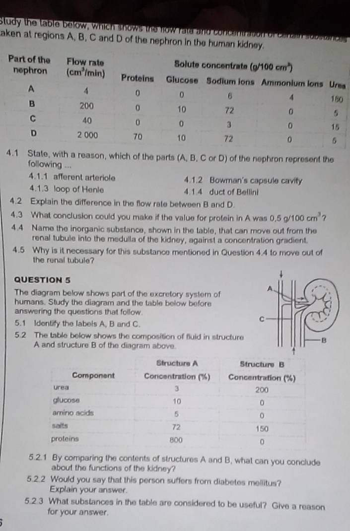 Study the table below, which shows the fow rate and concemration of cenain substinces
aken at regions A, B, C and D of the nephron in the human kidney.
a
4.1 State, with a reason, which of the parts (A, B, C or D) of the nephron represent the
following ...
4.1.1 afferent arteriole 4.1.2 Bowman's capsule cavity
4.1.3 loop of Henle 4.1.4 duct of Bellini
4.2 Explain the difference in the flow rate between B and D.
4.3 What conclusion could you make if the value for protein in A was 0.5g/100cm^3 ?
4.4 Name the inorganic substance, shown in the table, that can move out from the
renal tubule into the medulla of the kidney, against a concentration gradient.
4.5 Why is it necessary for this substance mentioned in Question 4.4 to move out of
the renal tubule?
QUESTION 5
The diagram below shows part of the excretory system of
humans. Study the diagram and the table below before
answering the questions that follow.
5.1 Identify the labels A, B and C.
5.2 The table below shows the composition of fluid in structure
A and structure B of the diagram above.
5.2.1 By comparing the contents of structures A and B, what can you conclude
about the functions of the kidney?
5.2.2 Would you say that this person suffers from diabetes mellitus?
Explain your answer.
5.2.3 What substances in the table are considered to be useful? Give a reason
for your answer.