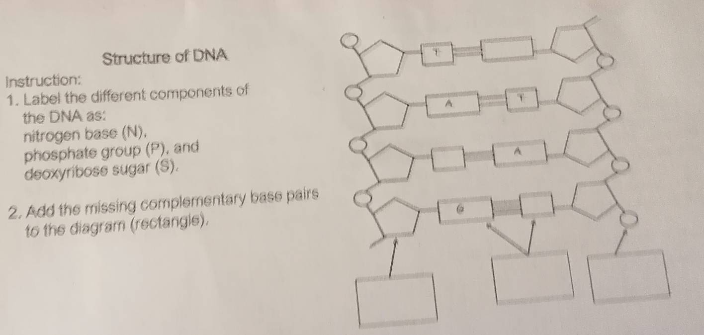 Structure of DNA 
Instruction: 
1. Label the different components of 
the DNA as: 
nitrogen base (N), 
phosphate group (P), and 
deoxyribose sugar (S). 
2. Add the missing complementary base pair 
to the diagram (rectangle).