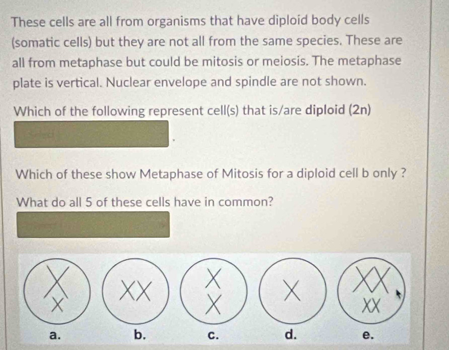 These cells are all from organisms that have diploid body cells 
(somatic cells) but they are not all from the same species. These are 
all from metaphase but could be mitosis or meiosis. The metaphase 
plate is vertical. Nuclear envelope and spindle are not shown. 
Which of the following represent cell(s) that is/are diploid (2n) 
Which of these show Metaphase of Mitosis for a diploid cell b only ? 
What do all 5 of these cells have in common?