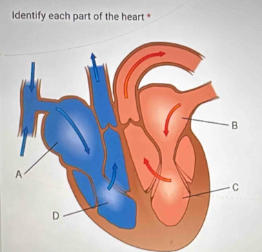 Identify each part of the heart *