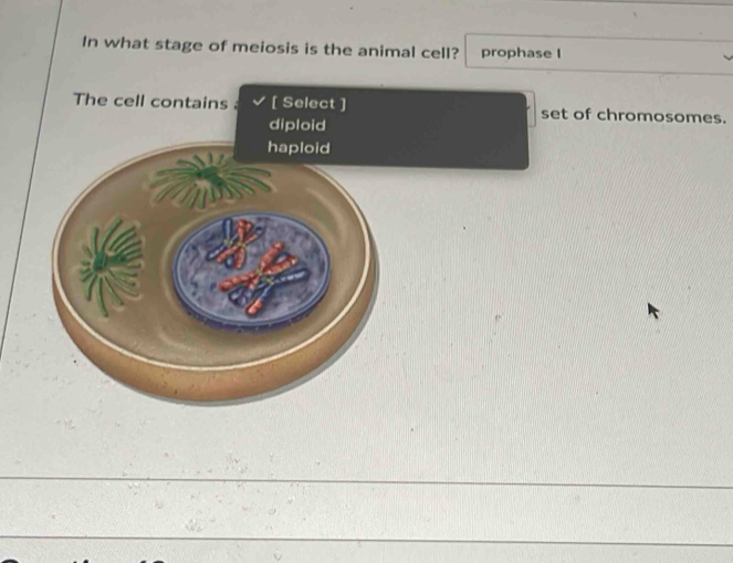 In what stage of meiosis is the animal cell? prophase I 
The cell contains [ Select ] set of chromosomes. 
diploid