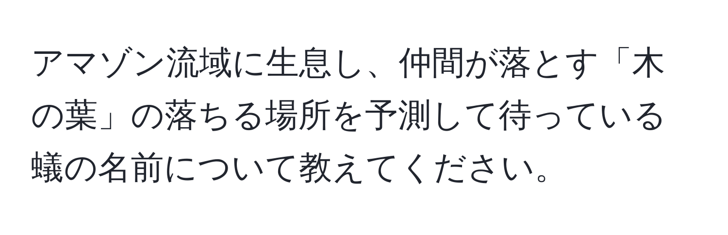 アマゾン流域に生息し、仲間が落とす「木の葉」の落ちる場所を予測して待っている蟻の名前について教えてください。