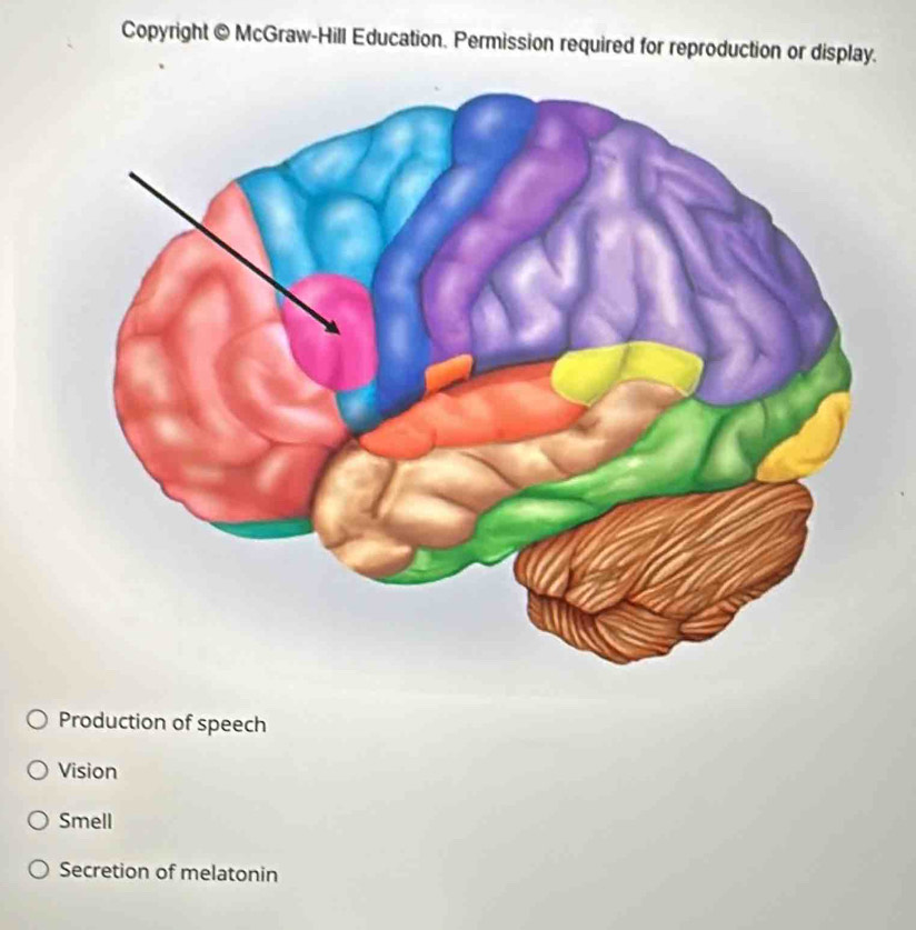 Copyright @ McGraw-Hill Education. Permission required for reproduction or display.
Production of speech
Vision
Smell
Secretion of melatonin