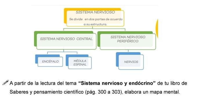 SISTEMA NERVIOSO 
Se divide en dos partes de acuerdo 
a su estructura. 
SISTEMA NERVIOSO CENTRAL SISTEMA NERVIOSO 
PERIFÉRICO 
ENCéFALO MEDULA NERVIOS 
ESPINAL 
A partir de la lectura del tema “Sistema nervioso y endócrino” de tu libro de 
Saberes y pensamiento científico (pág. 300 a 303), elabora un mapa mental.