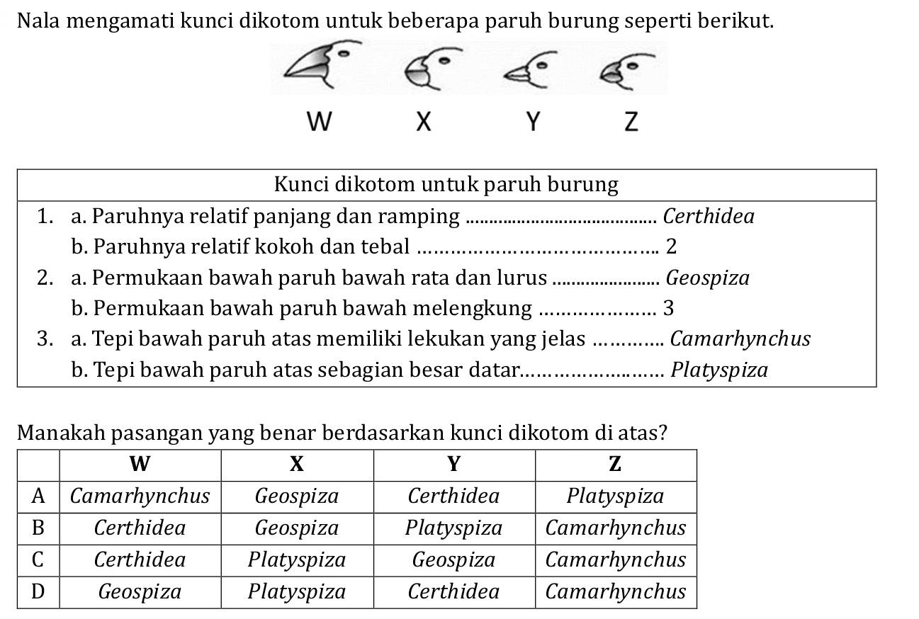 Nala mengamati kunci dikotom untuk beberapa paruh burung seperti berikut.
W X
Y Z
Kunci dikotom untuk paruh burung
1. a. Paruhnya relatif panjang dan ramping Certhidea
b. Paruhnya relatif kokoh dan tebal .................................. 2
2. a. Permukaan bawah paruh bawah rata dan lurus …......... ... Geospiza
b. Permukaan bawah paruh bawah melengkung ..................... 3
3. a. Tepi bawah paruh atas memiliki lekukan yang jelas ……… Camarhynchus
b. Tepi bawah paruh atas sebagian besar datar. …………… Platyspiza
Manakah pasangan yang benar berdasarkan kunci dikotom di atas?