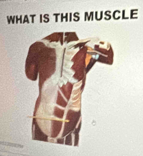 WHAT IS THIS MUSCLE