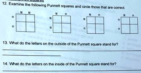 Examine the following Punnett squares and circle those that are correct
N N
n
n
13. What do the letters on the outside of the Punnett square stand for? 
_ 
_ 
14. What do the letters on the inside of the Punnett square stand for? 
_