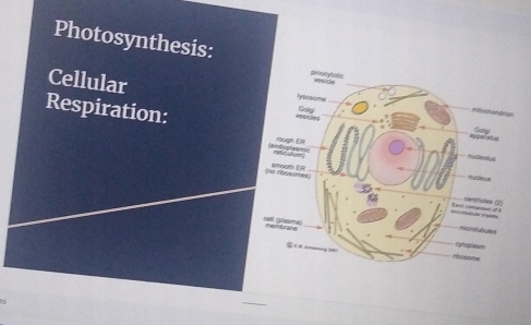 Photosynthesis: 
Cellular 
Respiration: