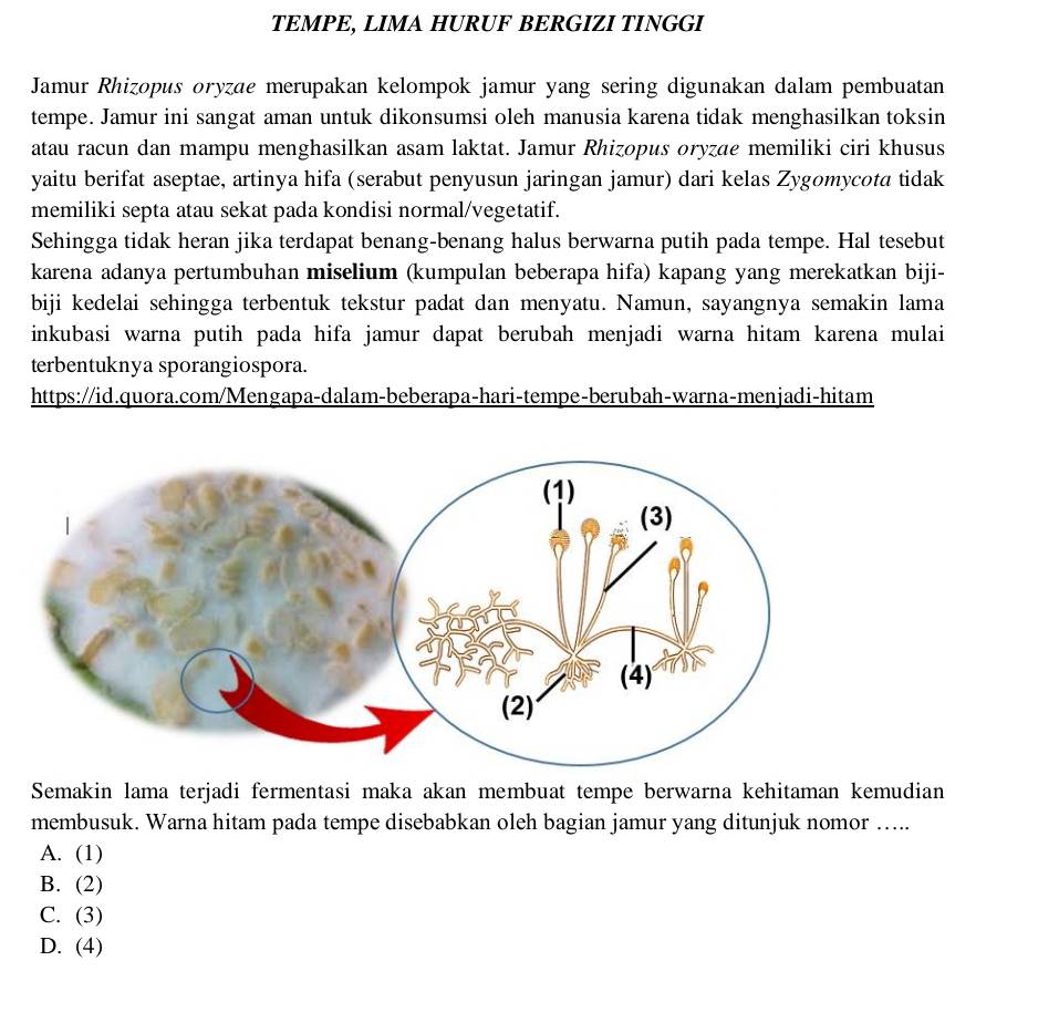 TEMPE, LIMA HURUF BERGIZI TINGGI
Jamur Rhizopus oryzae merupakan kelompok jamur yang sering digunakan dalam pembuatan
tempe. Jamur ini sangat aman untuk dikonsumsi oleh manusia karena tidak menghasilkan toksin
atau racun dan mampu menghasilkan asam laktat. Jamur Rhizopus oryzae memiliki ciri khusus
yaitu berifat aseptae, artinya hifa (serabut penyusun jaringan jamur) dari kelas Zygomycota tidak
memiliki septa atau sekat pada kondisi normal/vegetatif.
Sehingga tidak heran jika terdapat benang-benang halus berwarna putih pada tempe. Hal tesebut
karena adanya pertumbuhan miselium (kumpulan beberapa hifa) kapang yang merekatkan biji-
biji kedelai sehingga terbentuk tekstur padat dan menyatu. Namun, sayangnya semakin lama
inkubasi warna putih pada hifa jamur dapat berubah menjadi warna hitam karena mulai
terbentuknya sporangiospora.
https://id.quora.com/Mengapa-dalam-beberapa-hari-tempe-berubah-warna-menjadi-hitam
Semakin lama terjadi fermentasi maka akan membuat tempe berwarna kehitaman kemudian
membusuk. Warna hitam pada tempe disebabkan oleh bagian jamur yang ditunjuk nomor …....
A. (1)
B. (2)
C. (3)
D. (4)