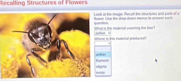 Recalling Structures of Flowers 
at the image. Recall the structures and parts of a 
r. Use the drop-down menus to answer each 
tion. 
t is the material covering the bee? 
pollen 
re is this material produced? 
anther 
ent 
ma 
ovary