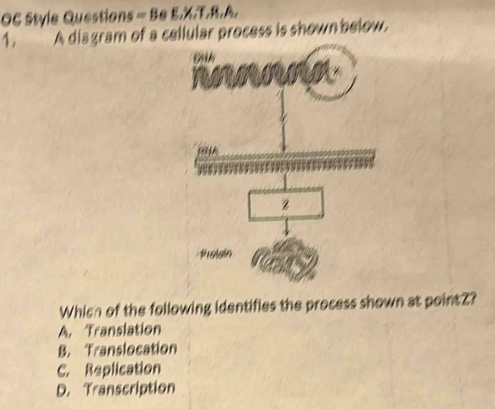 OC Style Questions = Be E.X.T.R.A.
1， A disgram of a cellular process is shown below.
z
Protain
Which of the following identifies the process shown at pointZ?
A. Translation
B. Translocation
C. Replication
D. Transcription