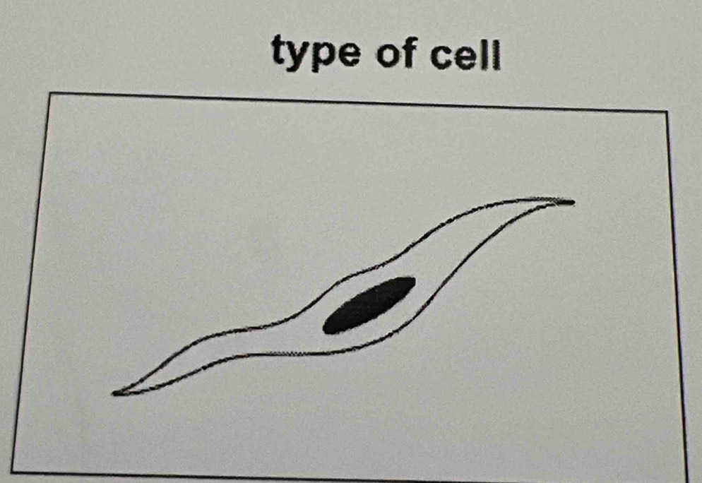 type of cell