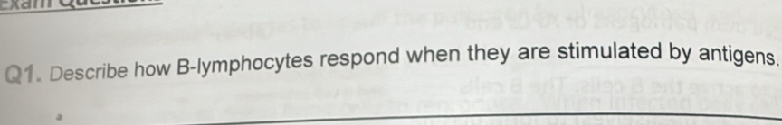 Describe how B-lymphocytes respond when they are stimulated by antigens.