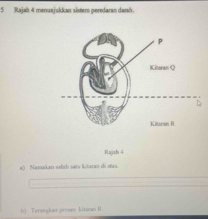 Rajah 4 menunjukkan sistem peredaran darah. 
Rajah 4 
a) Namakan salah satu kitaran di atas. 
b) Terangkan proses kitaran R.