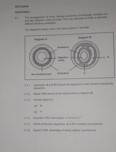 2.1 The arrangement of body tissues becomes increasingly complex as 
animals become more evolved. This has allowed animals to develop 
different feeding strategies. 
The diagrams below show the tissue layers in animals. 
2.1.1 Use letters A and B to place the diagrams in their correct evolutionary 
sequence. 
2.1.2 Name ONE animal phyla represented by diagram B. 
2.1.3 Provide labels for 
(a) X
(b) Y
2.1.4 Describe TWO advantages of structure Y. 
2.1.5 Which of the two organisms, A or B is radially symmetrical? 
2.1.6 Explain ONE advantage of being radially symmetrical.