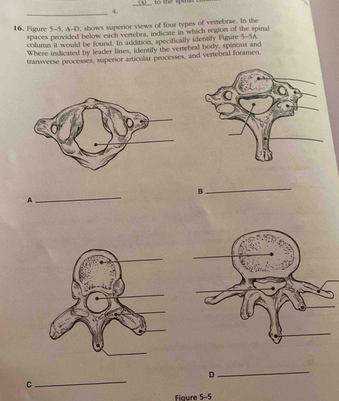 (4)_ to the spinal 
_4. 
16. Figure 5-5, A-D, shows superior views of four types of vertebrae. In the 
spaces provided below each vertebra, indicate in which region of the spinal 
column it would be found. In addition, specifically identify Figure 5-5A. 
Where indicated by leader lines, identify the vertebral body, spinous and 
transverse processes, superior articular processes, and vertebral foramen. 
_ 
_ 
B 
A 
_ 
D 
_ 
C 
Fiaure 5-5