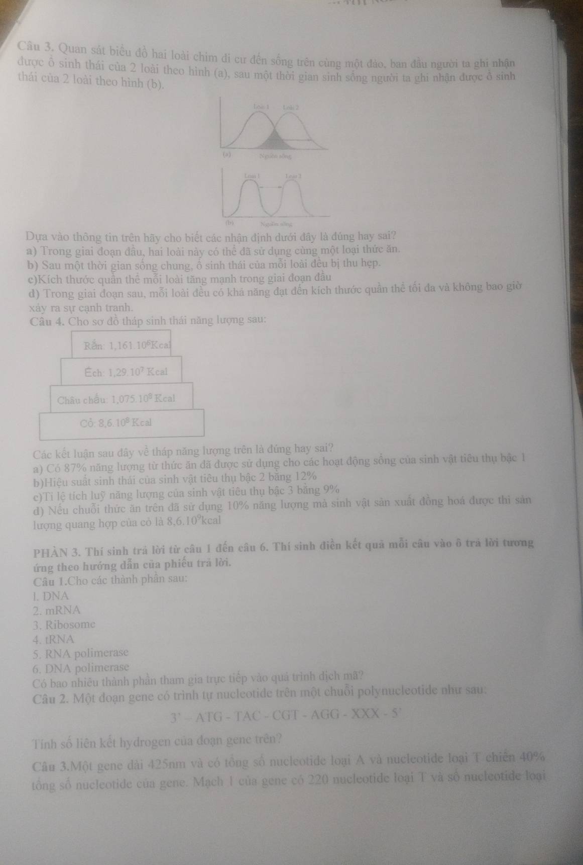 Quan sát biểu đồ hai loài chim di cư đến sống trên cùng một đảo, ban đầu người ta ghi nhận
được ổ sinh thái của 2 loài theo hình (a), sau một thời gian sinh sống người ta ghi nhận được ở sinh
thái cùa 2 loài theo hình (b).
Lois 1 Lobi 2
(a) Nguên sống
Loas ! Lout
(b) Nguồin sống
Dựa vào thông tin trên hãy cho biết các nhận định dưới đây là đúng hay sai?
a) Trong giai đoạn đầu, hai loài này có thể đã sử dụng cùng một loại thức ăn.
b) Sau một thời gian sống chung, ổ sinh thái của mỗi loài đều bị thu hẹp.
c)Kích thước quần thể mỗi loài tăng mạnh trong giai đoạn đầu
d) Trong giai đoạn sau, mỗi loài đều có khả năng đạt đến kích thước quần thể tối đa và không bao giờ
xảy ra sự cạnh tranh.
Câu 4. Cho sơ đồ tháp sinh thái năng lượng sau:
Rắn: 1,161.10^6Kca
Éch: 1,29.10^7Kcal
Châu chấu 1.075 10^8 Kcal
Cỏ 8,6.10^8Kcal
Các kết luận sau đây về tháp năng lượng trên là đứng hay sai?
a) Có 87% năng lượng từ thức ăn đã được sử dụng cho các hoạt động sống của sinh vật tiêu thụ bậc 1
b)Hiệu suất sinh thái của sinh vật tiêu thụ bậc 2 băng 12%
c)Ti lệ tích luỹ năng lượng của sinh vật tiêu thụ bậc 3 bằng 9%
d) Nếu chuỗi thức ăn trên đã sử dụng 10% năng lượng mà sinh vật sản xuất đồng hoá được thì sản
lượng quang hợp của cỏ là 8,6.10^9kcal
PHÀN 3. Thí sinh trả lời từ câu 1 đến câu 6. Thí sinh điền kết quả mỗi câu vào ô trả lời tương
ứng theo hướng dẫn của phiếu trả lời.
Câu 1.Cho các thành phần sau:
l. DNA
2. mRNA
3. Ribosome
4. tRNA
5. RNA polimerase
6. DNA polimerase
Có bao nhiêu thành phần tham gia trực tiếp vào quá trình dịch mã?
Câu 2. Một doạn gene có trình tự nucleotide trên một chuỗi polynucleotide như sau:
3'-ATG-TAC-CGT-AGG-XXX-5'
Tính số liên kết hydrogen của đoạn gene trên?
Câu 3.Một gene dài 425nm và có tổng số nucleotide loại A và nucleotide loại T chiến 40%
tổng số nucleotide của gene. Mạch 1 của gene có 220 nucleotide loại T và số nucleotide loại