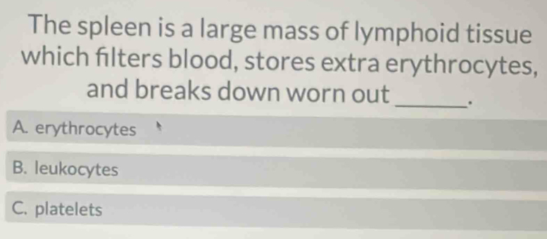 The spleen is a large mass of lymphoid tissue
which filters blood, stores extra erythrocytes,
and breaks down worn out
_.
A. erythrocytes
B. leukocytes
C. platelets