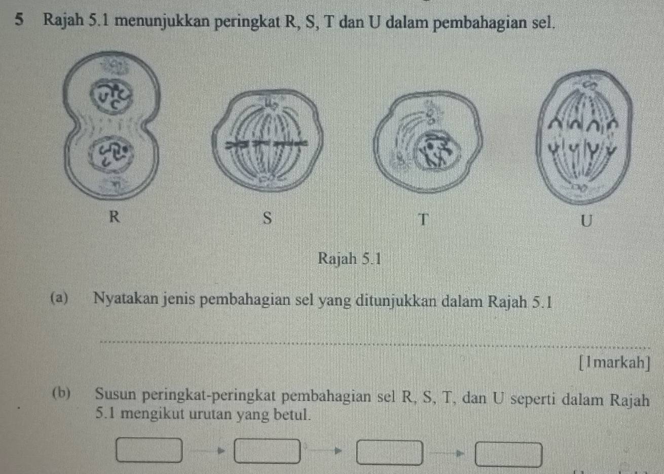 Rajah 5.1 menunjukkan peringkat R, S, T dan U dalam pembahagian sel.
R
S
T
U
Rajah 5.1 
(a) Nyatakan jenis pembahagian sel yang ditunjukkan dalam Rajah 5.1 
[1markah] 
(b) Susun peringkat-peringkat pembahagian sel R, S, T, dan U seperti dalam Rajah 
5.1 mengikut urutan yang betul.