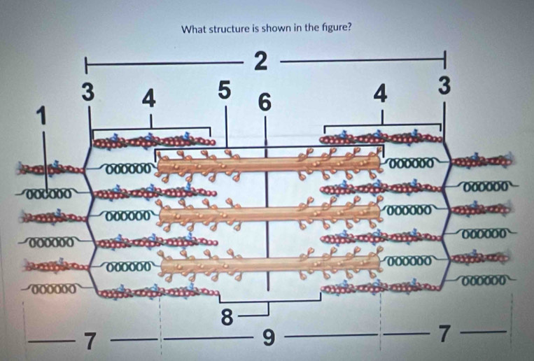 What structure is shown in the figure?