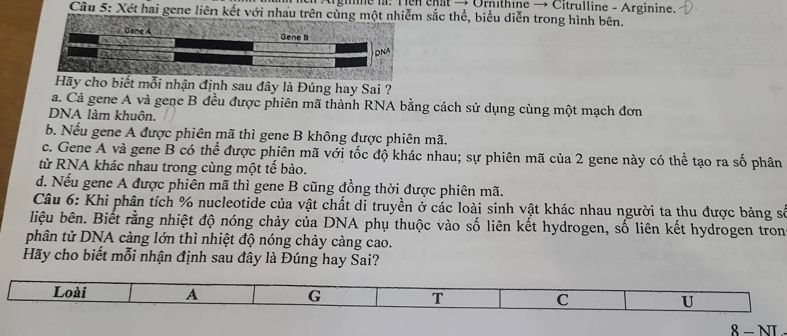 Agine la: Ten chất → Ornıthine → Citrulline - Arginine.
Câu 5: Xét hai gene liên kết với nhau trên c sắc thể, biểu diễn trong hình bên.
Hãy cho biết mỗi nhận định sau đây là Đúng hay Sai ?
a. Cả gene A và gene B đều được phiên mã thành RNA bằng cách sử dụng cùng một mạch đơn
DNA làm khuôn.
b. Nếu gene A được phiên mã thì gene B không được phiên mã.
c. Gene A và gene B có thể được phiên mã với tốc độ khác nhau; sự phiên mã của 2 gene này có thể tạo ra số phân
từ RNA khác nhau trong cùng một tế bào.
d. Nếu gene A được phiên mã thì gene B cũng đồng thời được phiên mã.
Câu 6: Khi phân tích % nucleotide của vật chất di truyền ở các loài sinh vật khác nhau người ta thu được bảng số
liệu bên. Biết rằng nhiệt độ nóng chảy của DNA phụ thuộc vào số liên kết hydrogen, số liên kết hydrogen tron
phân tử DNA càng lớn thì nhiệt độ nóng chảy càng cao.
Hãy cho biết mỗi nhận định sau đây là Đúng hay Sai?
8-NT