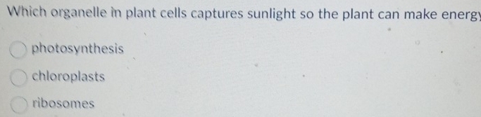 Which organelle in plant cells captures sunlight so the plant can make energy
photosynthesis
chloroplasts
ribosomes