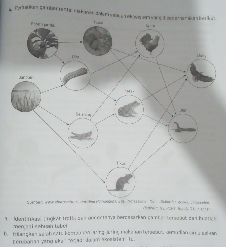 Perhatikan gambar rantai makanan dalam sebuah ekosistem yang disederhanakan berikut. 
Sumber: www.shutterstock.com/Gina Pamungkas, ESB Professional, MennoSchaefer, guy42, EricIsselee, 
PetlinDmitry, PCHT, Randy G Lubischer 
a. Identifikasi tingkat trofik dan anggotanya berdasarkan gambar tersebut dan buatlah 
menjadi sebuah tabel. 
b. Hilangkan salah satu komponen jaring-jaring makanan tersebut, kemudian simulasikan 
perubahan yang akan terjadi dalam ekosistem itu.