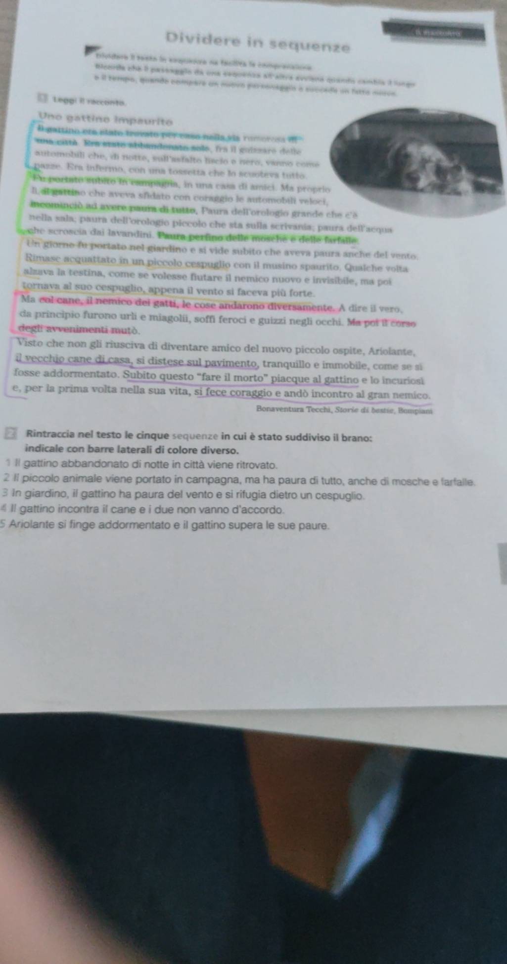 Dividere in sequenze
tfvldora II testo la eoquena na faciiéa le compravationn
Beorda che il paseagglo da una eequenza a altra avviena quanto cambla llongo
e il tempo, quando compare un muevo personággló a succade un lstta nuva.
□ Leggi Il racconto
Uno gattino impaurito
d gattino eta elato trovato per caso nella via rumoresa d 
una catté. Era state abbandenato sole, fra il guizzare delle
automobili che, di notte, sull'asfalto liscio e nero, vanno com
pazze. Era infermo, con una tossetta che lo scuotevs tutto
Fu portato subito in campagna, in una casa di amici. Ma pro
II,al gattino che aveva sfidato con coraggio le automobili vel
incominció ad avere paura di tutto, Paura dell'orologio gran
nella sala; paura dell’orologio piccolo che sta sulla scrivania; paura dell'acqua
o ghe scroscia dai lavandini. Paura perfino delle mosche e delle farfalle.
Un giorno fu portato nel giardino e si vide subito che aveva paura anche del vento.
Rimase acquattato in un piccolo cespuglio con il musino spaurito, Qualche volta
alzava la testina, come se volesse fiutare il nemico nuovo e invisibile, ma poi
tornava al suo cespuglio, appena il vento si faceva più forte.
Ma col cane, il nemico del gatti, le cose andarono diversamente. A dire il vero,
da principio furono urli e miagolii, soffi feroci e guizzi negli occhi. Ma poi il corso
degl avvenimenti mutò.
Visto che non gli riusciva di diventare amico del nuovo piccolo ospite, Ariolante,
il vecchio cane di casa, si distese sul pavimento, tranquillo e immobile, come se si
fosse addormentato. Subito questo “fare il morto” piacque al gattino e lo incuriosi
e, per la prima volta nella sua vita, si fece coraggio e andò incontro al gran nemico.
Bonaventura Tecchi, Storie di bestie, Bompiani
Rintraccia nel testo le cinque sequenze in cui è stato suddiviso il brano:
indicale con barre laterali di colore diverso.
1Il gattino abbandonato di notte in città viene ritrovato.
2 I1 piccolo animale viene portato in campagna, ma ha paura di tutto, anche di mosche e farfalle.
3 In giardino, il gattino ha paura del vento e si rifugia dietro un cespuglio.
4 Il gattino incontra il cane e i due non vanno d'accordo.
5 Ariolante si finge addormentato e il gattino supera le sue paure.