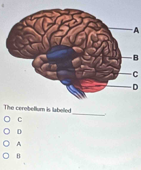 A
B
C
D
_
The cerebellum is labeled
.
C
D
A
B