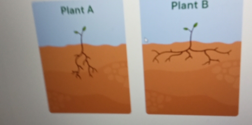 Plant B