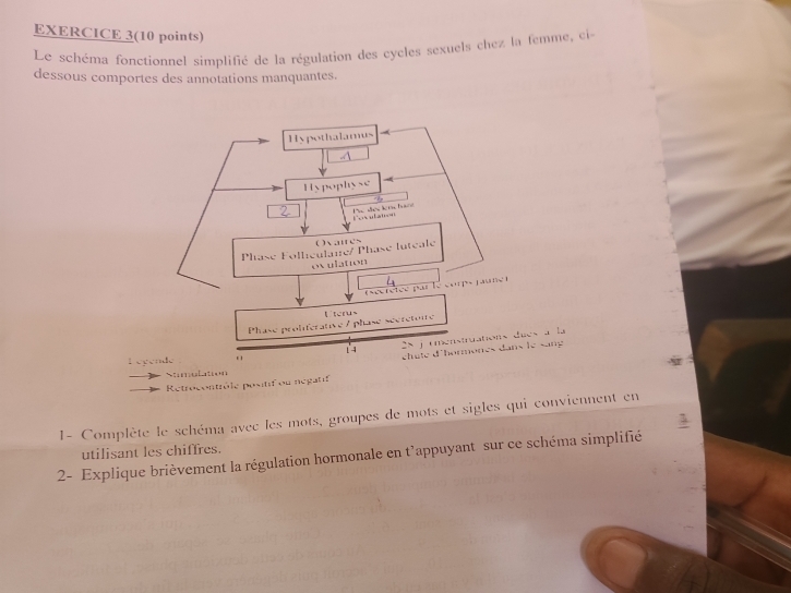 EXERCICE 3(10 points) 
Le schéma fonctionnel simplifié de la régulation des cycles sexuels chez la femme, ei- 
dessous comportes des annotations manquantes. 
Hypothalamus 
A 
Hypophyse 
2 Pic des lets hane l u l a n- 
o ) vatres 
Phase Folliculaie/ Phase luteale 
ovulation 
sccretée parle 4 s p e 
Phase proliférative / phase sécretoire Eterus 
14 2% j rmenstruations dues à la 
châte d'hormones dans le Sng 
Légende 
Retrocontrôle positif ou negatif 
1- Complète le schéma avec les mots, groupes de mots et sigles qui conviennent en 
utilisant les chiffres. 
2- Explique brièvement la régulation hormonale en t’appuyant sur ce schéma simplifié