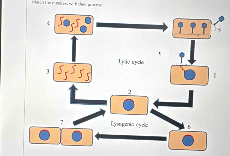 .Match the numbers with their process: