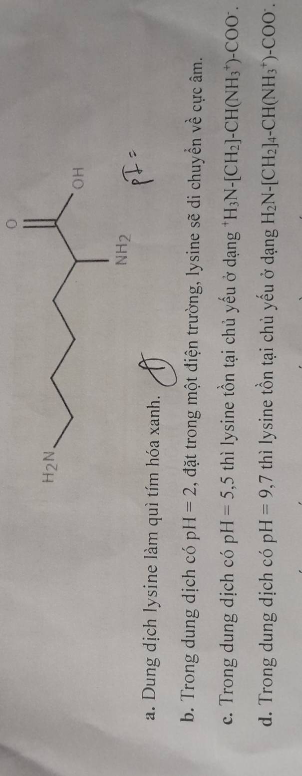 a. Dung dịch lysine làm quì tím hóa xanh.
b. Trong dung dịch có pH=2 , đặt trong một điện trường, lysine sẽ di chuyển về cực âm.
c. Trong dung dịch có pH=5,5 thì lysine tồn tại chủ yếu ở dạng H_3N-[CH_2]-CH(NH_3^(+)-COO^-).
d. Trong dung dịch có pH=9,7 thì lysine tồn tại chủ yếu ở dạng H_2N-[CH_2]_4-CH(NH_3^(+)-COO^-).