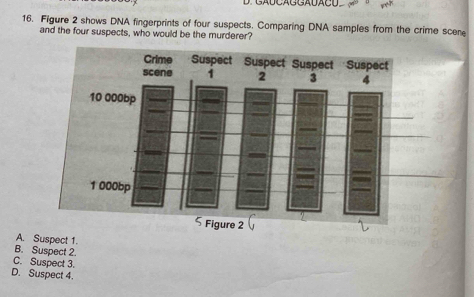 GADCAGGADACD
16. Figure 2 shows DNA fingerprints of four suspects. Comparing DNA samples from the crime scen
and the four suspects, who would be the murderer?
A. Suspect 1.
B. Suspect 2.
C. Suspect 3.
D. Suspect 4.