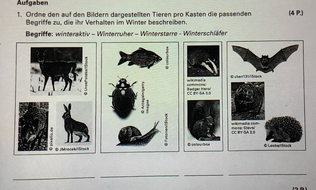 Aufgaben 
1. Ordne den auf den Bildern dargestellten Tieren pro Kasten die passenden (4 P.) 
Begriffe zu, die ihr Verhalten im Winter beschreiben. 
Begriffe: winteraktiv - Winterruher - Winterstarre - Winterschläfer 
_ 
_ 
_ 
_