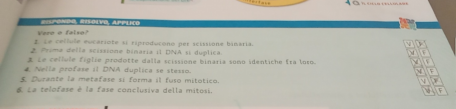 terfase 
Il cíclo cellulare 
RISPONDO, RISOLVO, APPLICó 
Vero o falso? 
I. Le cellule eucariote si riproducono per scissione binaría. 
V F 
2 Prima della scissione binaría il DNA si duplica. 
F 
3 Le cellule figlie prodotte dalla scissione binaria sono identiche fra loro. F 
4. Nella profase il DNA duplica se stesso. V F 
Durante la metafase si forma il fuso mitotico. V F 
6 La telofase è la fase conclusiva della mitosi. V F