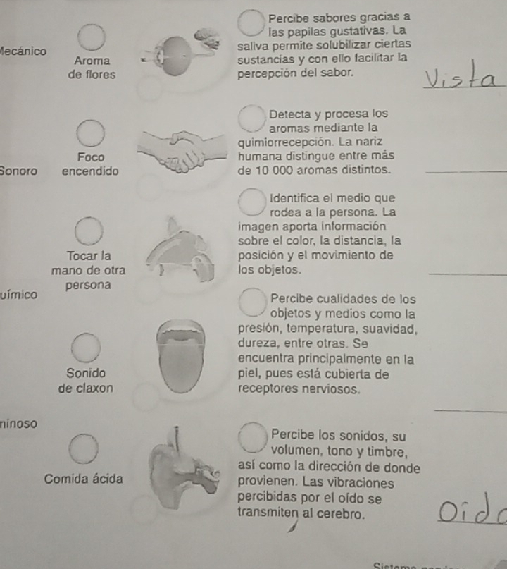 Percibe sabores gracias a 
las papilas gustativas. La 
Mecánico saliva permite solubilizar ciertas 
Aroma sustancias y con ello facilitar la 
_ 
de flores percepción del sabor. 
Detecta y procesa los 
aromas mediante la 
quimiorrecepción. La nariz 
Foco humana distingue entre más 
Sonoro encendido de 10 000 aromas distintos._ 
Identifica el medio que 
rodea a la persona. La 
imagen aporta información 
sobre el color, la distancia, la 
Tocar laposición y el movimiento de 
mano de otra los objetos. 
_ 
_ 
uímico persona 
Percibe cualidades de los 
objetos y medios como la 
presión, temperatura, suavidad, 
dureza, entre otras. Se 
encuentra principalmente en la 
Sonido piel, pues está cubierta de 
de claxon receptores nerviosos. 
_ 
ninoso Percibe los sonidos, su 
volumen, tono y timbre, 
así como la dirección de donde 
Comida ácida provienen. Las vibraciones 
percibidas por el oído se 
_ 
transmiten al cerebro.