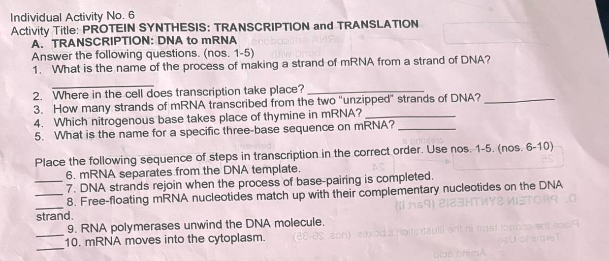 Individual Activity No. 6 
Activity Title: PROTEIN SYNTHESIS: TRANSCRIPTION and TRANSLATION 
A. TRANSCRIPTION: DNA to mRNA 
Answer the following questions. (nos. 1-5) 
1. What is the name of the process of making a strand of mRNA from a strand of DNA? 
_ 
2. Where in the cell does transcription take place?_ 
3. How many strands of mRNA transcribed from the two “unzipped” strands of DNA?_ 
4. Which nitrogenous base takes place of thymine in mRNA?_ 
5. What is the name for a specific three-base sequence on mRNA?_ 
Place the following sequence of steps in transcription in the correct order. Use nos. 1-5. (nos. 6-10) 
6. mRNA separates from the DNA template. 
_7. DNA strands rejoin when the process of base-pairing is completed. 
_ 
_8. Free-floating mRNA nucleotides match up with their complementary nucleotides on the DNA 
strand. 
_ 
9. RNA polymerases unwind the DNA molecule. 
_ 
10. mRNA moves into the cytoplasm.