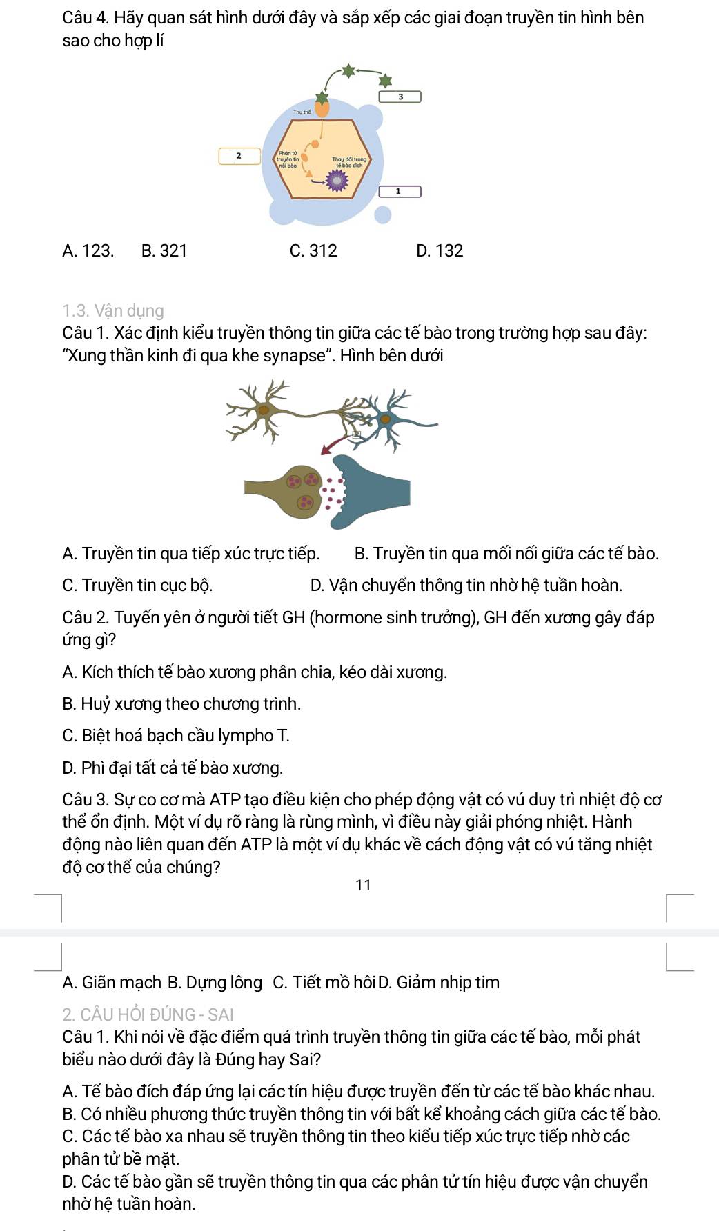 Hãy quan sát hình dưới đây và sắp xếp các giai đoạn truyền tin hình bên
sao cho hợp lí
A. 123. B. 321
1.3. Vận dụng
Câu 1. Xác định kiểu truyền thông tin giữa các tế bào trong trường hợp sau đây:
“Xung thần kinh đi qua khe synapse". Hình bên dưới
A. Truyền tin qua tiếp xúc trực tiếp. B. Truyền tin qua mối nối giữa các tế bào.
C. Truyền tin cục bộ. D. Vận chuyển thông tin nhờ hệ tuần hoàn.
Câu 2. Tuyến yên ở người tiết GH (hormone sinh trưởng), GH đến xương gây đáp
ứng gì?
A. Kích thích tế bào xương phân chia, kéo dài xương.
B. Huỷ xương theo chương trình.
C. Biệt hoá bạch cầu lympho T.
D. Phì đại tất cả tế bào xương.
Câu 3. Sự co cơ mà ATP tạo điều kiện cho phép động vật có vú duy trì nhiệt độ cơ
thể ổn định. Một ví dụ rõ ràng là rùng mình, vì điều này giải phóng nhiệt. Hành
động nào liên quan đến ATP là một ví dụ khác về cách động vật có vú tăng nhiệt
độ cơ thể của chúng?
11
A. Giãn mạch B. Dựng lông C. Tiết mồ hôi D. Giảm nhịp tim
2. CÂU HỒI ĐÚNG - SAI
Câu 1. Khi nói về đặc điểm quá trình truyền thông tin giữa các tế bào, mỗi phát
biểu nào dưới đây là Đúng hay Sai?
A. Tế bào đích đáp ứng lại các tín hiệu được truyền đến từ các tế bào khác nhau.
B. Có nhiều phương thức truyền thông tin với bất kể khoảng cách giữa các tế bào.
C. Các tế bào xa nhau sẽ truyền thông tin theo kiểu tiếp xúc trực tiếp nhờ các
phân tử bề mặt.
D. Các tế bào gần sẽ truyền thông tin qua các phân tử tín hiệu được vận chuyển
nhờ hê tuần hoàn.