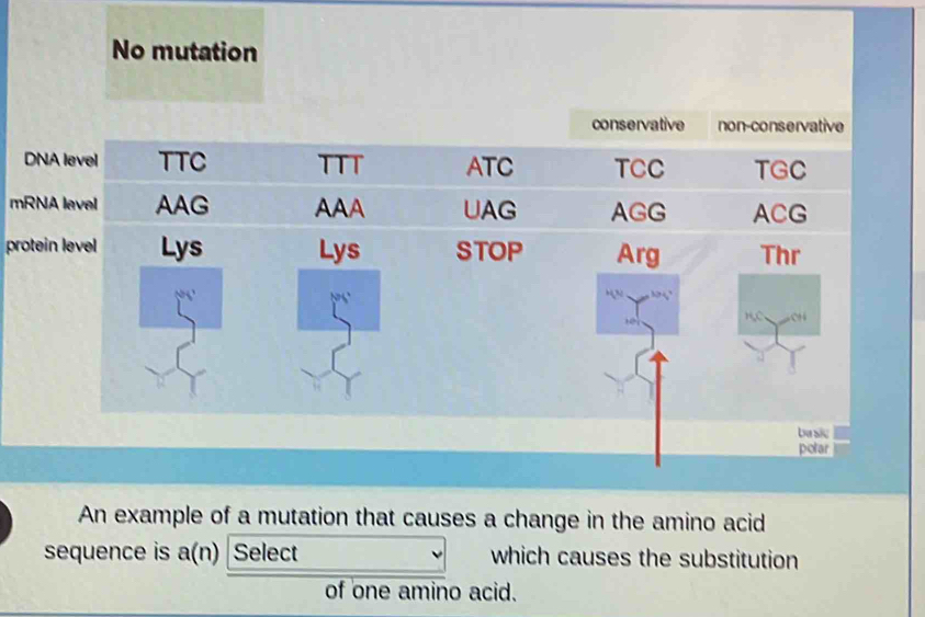 No mutation
DNA
mRNA
protei
An example of a mutation that causes a change in the amino acid
sequence is a (n) Select which causes the substitution
of one amino acid.