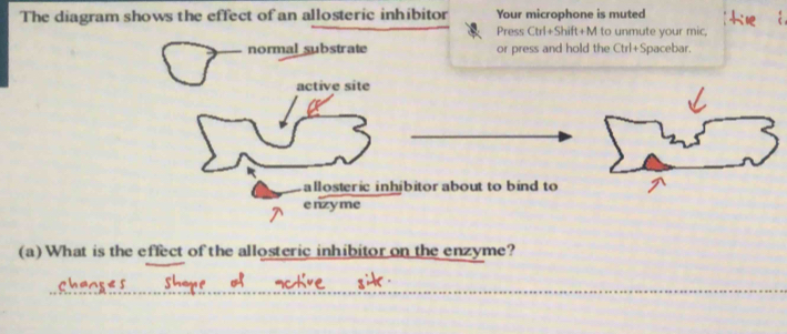 The diagram shows the effect of an allosteric inhibitor Your microphone is muted 
Press Ctrl+Shift+M to unmute your mic, 
normal substrate or press and hold the Ctrl+Spacebar. 
active site 
allosteric inhibitor about to bind to 
enzyme 
(a) What is the effect of the allosteric inhibitor on the enzyme? 
_